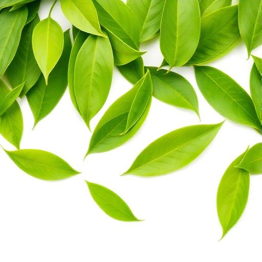 Green Tea Extract
