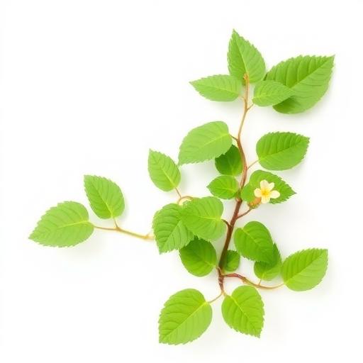 Horny Goat Weed